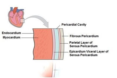 Diagram showing heart layers and pericardium used in Cardiac Catheterization Lab at Chetna Hospital