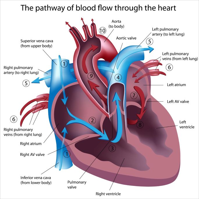 Infographic showing 6 common heart disease symptoms chest pain, shortness of breath, fatigue, and swelling.