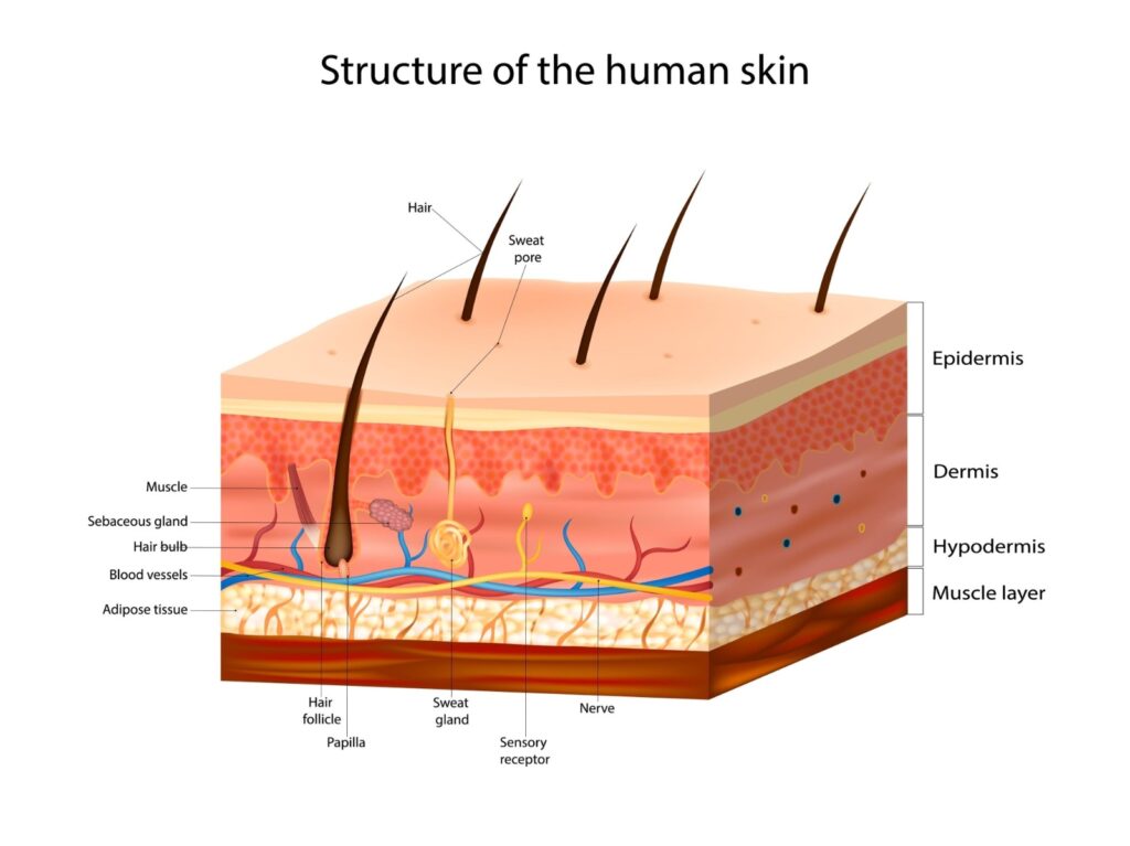 Skin Care Routine Detailed 3D medical diagram of the structure of the human skin, labeling the Epidermis, Dermis, and Hypodermis layers, including hair follicles, sweat glands, and blood vessels.